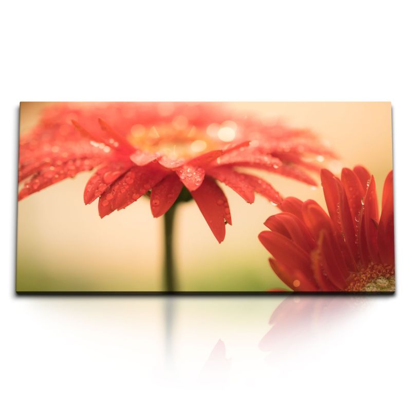 Kunstdruck Bilder 120x60cm Gerbera Blumen Blüten Rot Wassertropfen Kunstvoll