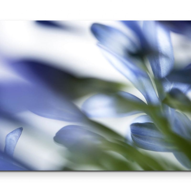 Naturaufnahme  blaue Blüten soft – Leinwandbild