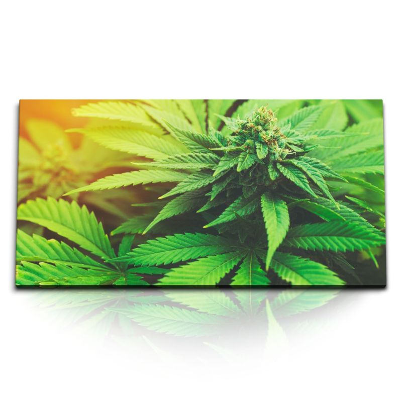 Kunstdruck Bilder 120x60cm Cannabis Pflanze Grün Weed Marihuana Gras