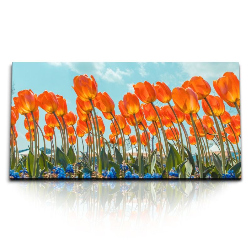 Kunstdruck Bilder 120x60cm Rote Tulpen Blumen Sommer Sonnenschein Blumenfeld