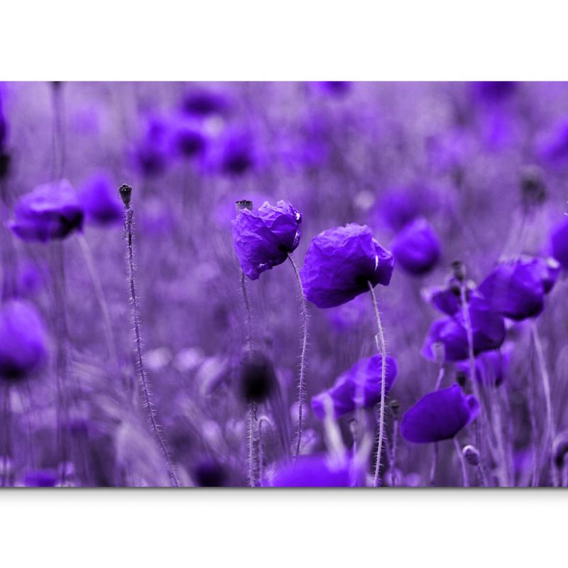 120x80cm Wandbild Blumen Wiese lila