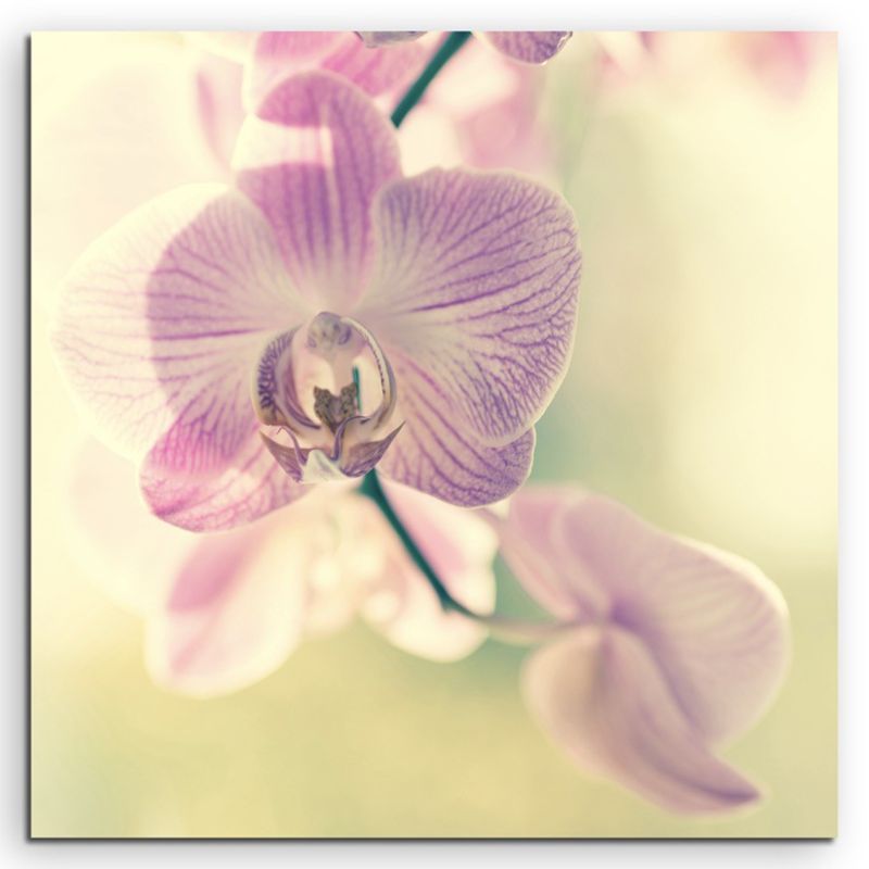 Naturfotografie –  Lila gestreifte Orchideen auf Leinwand