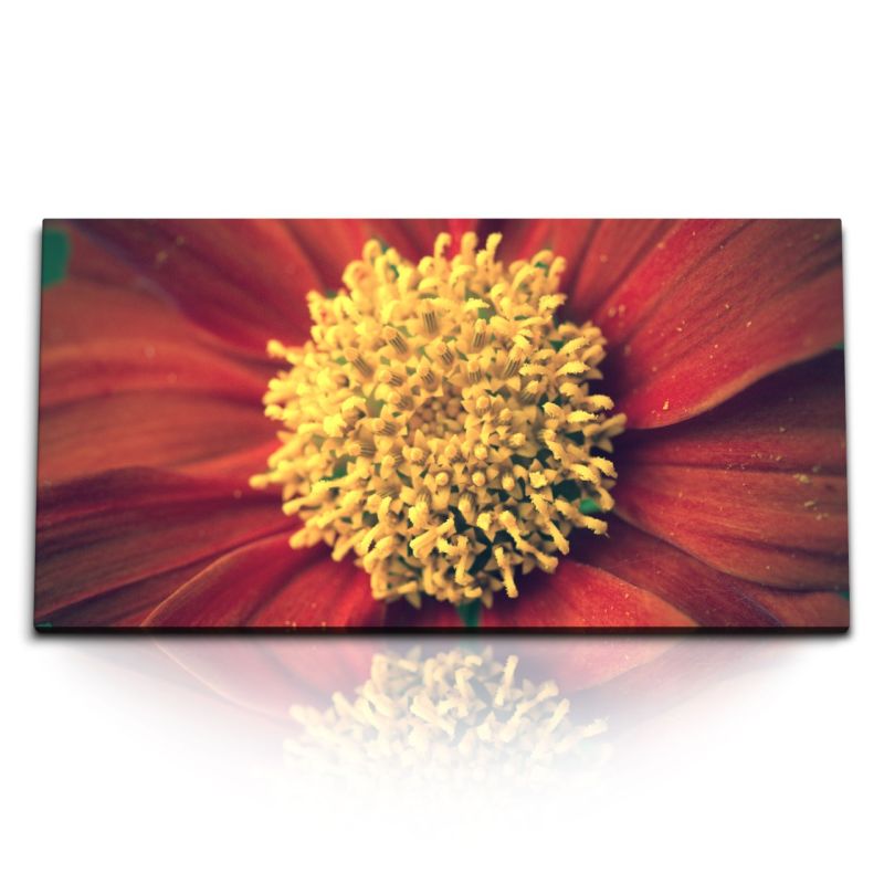 Kunstdruck Bilder 120x60cm Nahaufnahme rote Blume Blüte Natur Makrofotografie