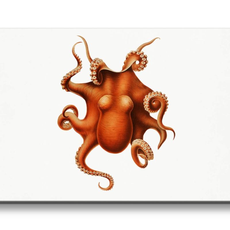 Remaster 120x60cm Illustration Oktopus Vintage Kunstvoll Dekorativ Tiefsee