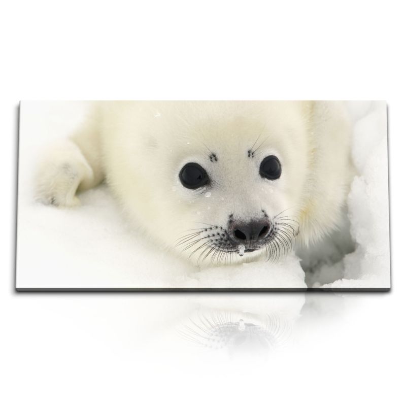 Kunstdruck Bilder 120x60cm Kleine Robbe Robbenbaby Weiß Schnee Tierfotografie