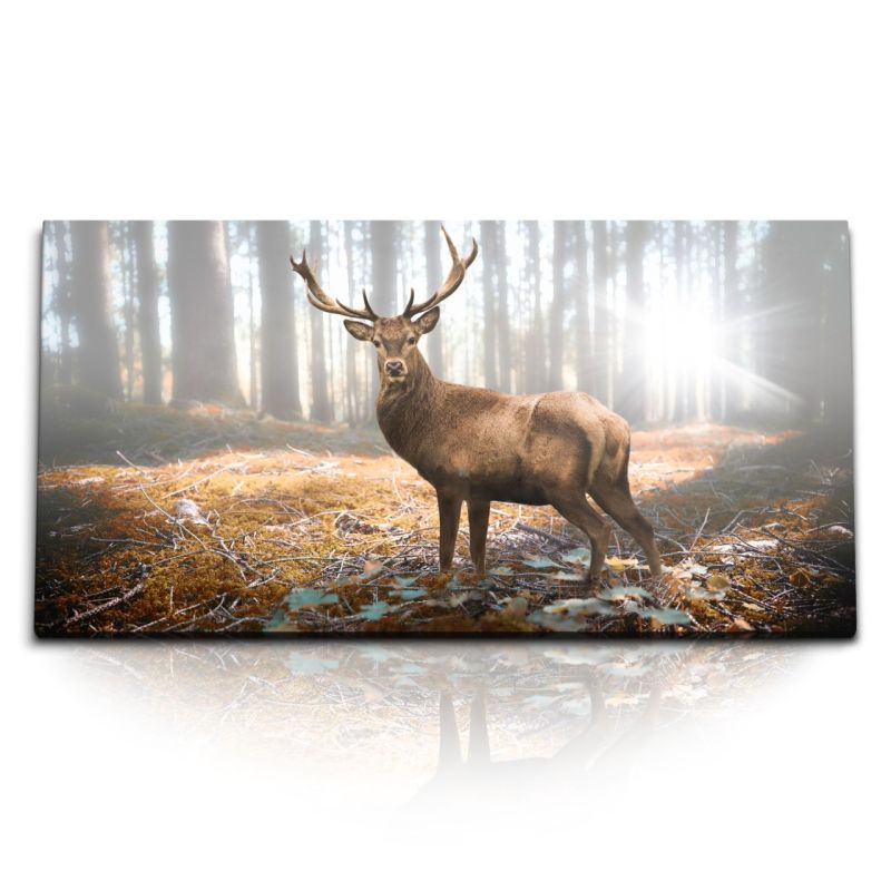 Kunstdruck Bilder 120x60cm Hirsch Wald Natur strahl Tierfotografie