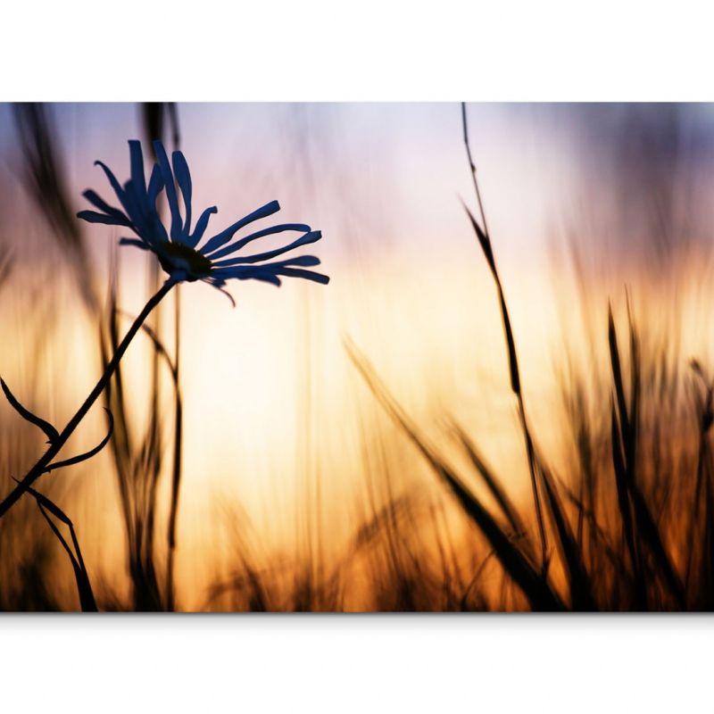 120x80cm Wandbild Feld Kornblume Sommer Sonnenuntergang