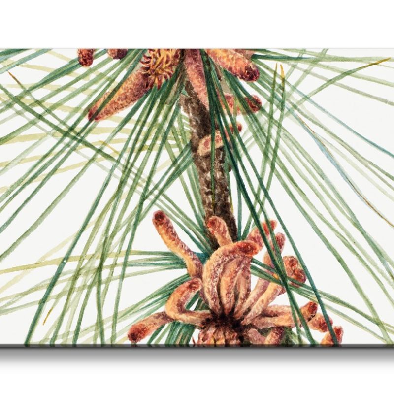 Remaster 120x60cm Botanische Vintage Illustration Kiefer Knospen Kunstvoll Dekorativ