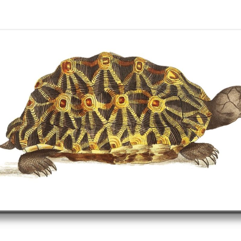 Remaster 120x60cm Alte Tierillustration Vintage Schildkröte Kunstvoll Dekorativ