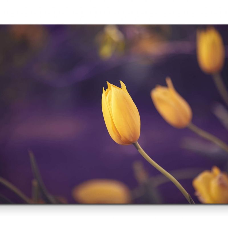 Gelbe Tulpe + violetter Hintergrund – Leinwandbild