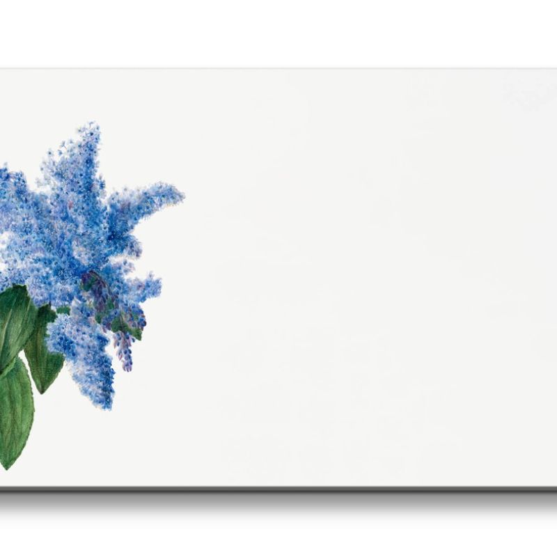 Remaster 120x60cm Botanische Zeichnung Säckelblume Blaue Blüte Blume Dekorativ