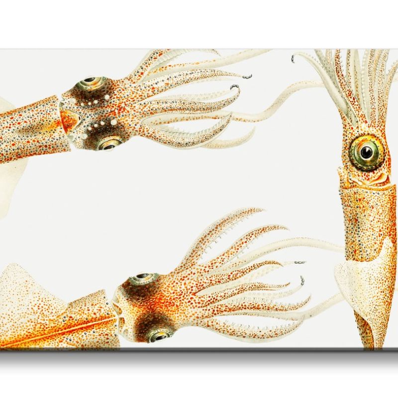 Remaster 120x60cm Illustration von kleinen Tintenfischen Vintage Kunstvoll Dekorativ