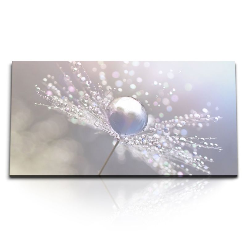 Kunstdruck Bilder 120x60cm Nahaufnahme Pusteblume Regentropfen Wassertropfen