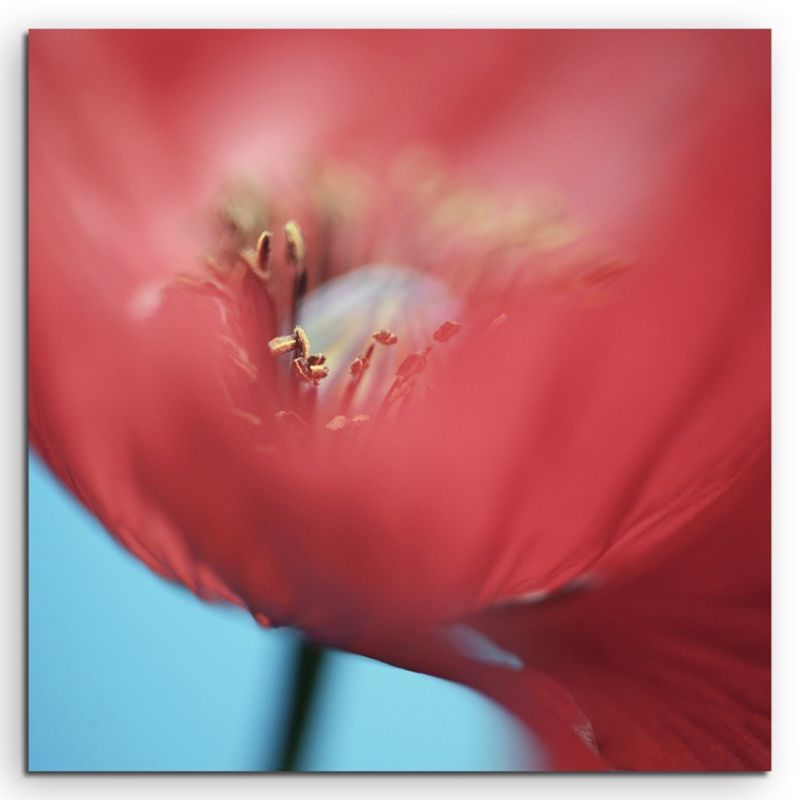 Naturfotografie – Roter Mohn in Großaufnahme auf Leinwand