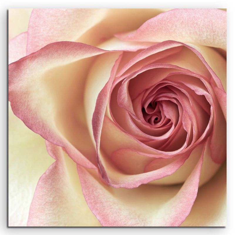 Naturfotografie – Cremefarbene Rose auf Leinwand