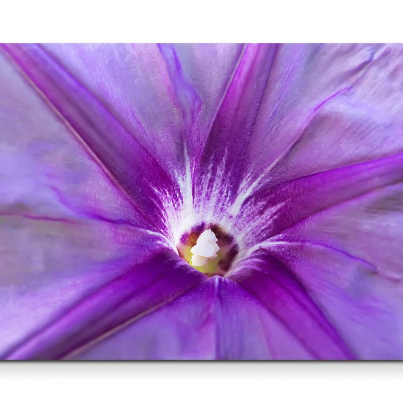 Frühling  Fotografie einer lila Blüte – Leinwandbild