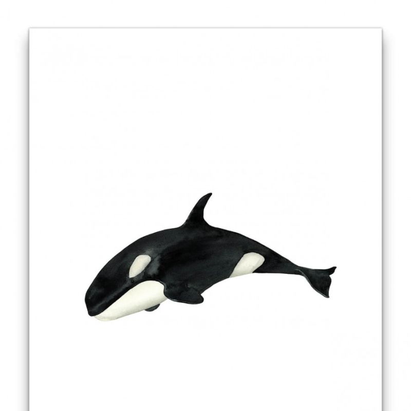 Schwertwal Orca Schwarz Weiß Wasserfarben Aquarell Minimal