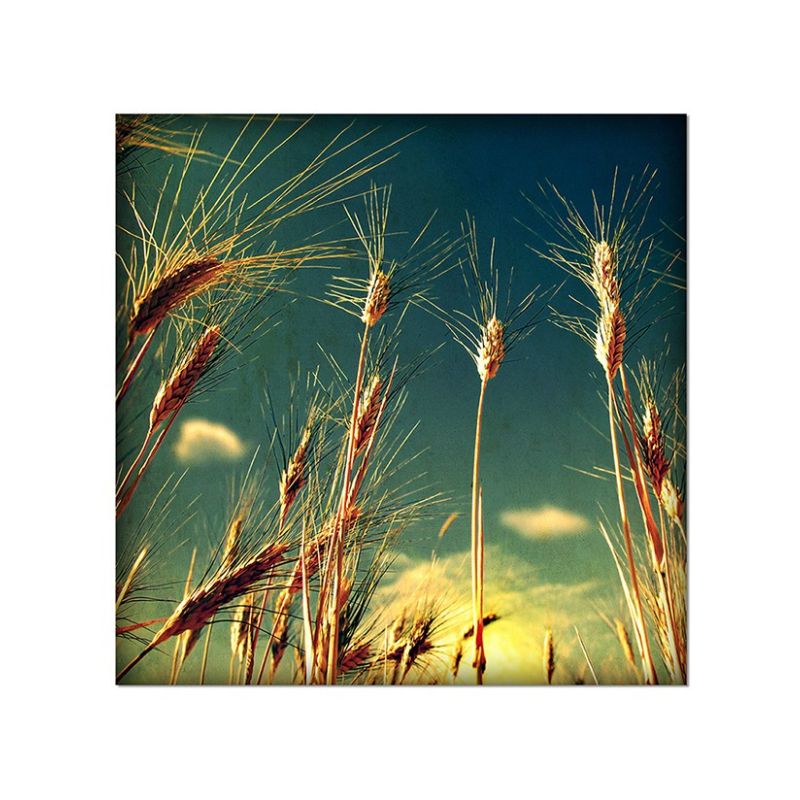 80x80cm Weizen Himmel