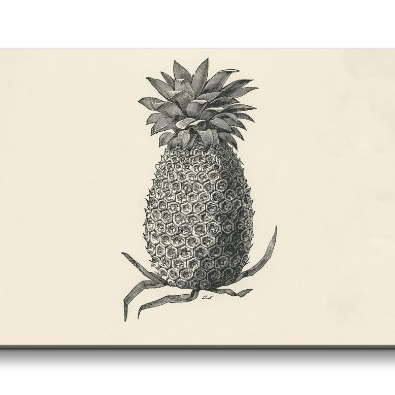 Remaster 120x60cm Alte Illustration Ananas Vintage Süden Sommer Dekorativ