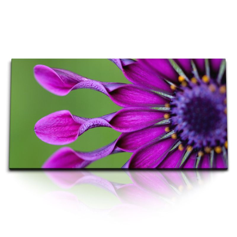 Kunstdruck Bilder 120x60cm Bornholmmargerite Blume Blüte Violett Lila