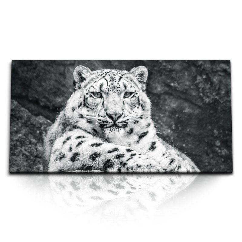 Kunstdruck Bilder 120x60cm Schneeleopard Schwarz Weiß Tierfotografie Raubkatze