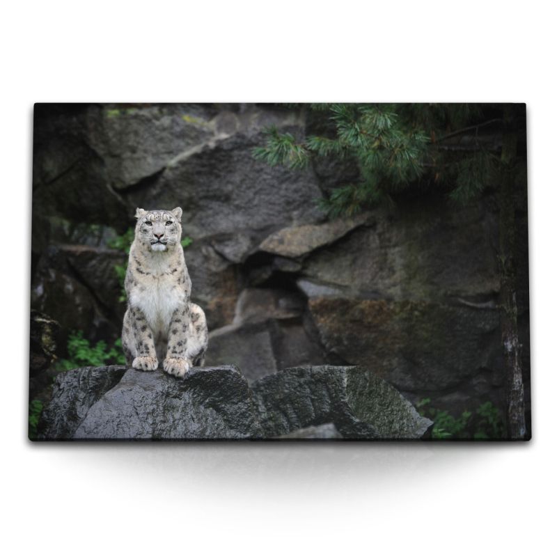 120x80cm Wandbild auf Leinwand Schneeleopard Raubkatze schwarze Felsen Tierfotografie