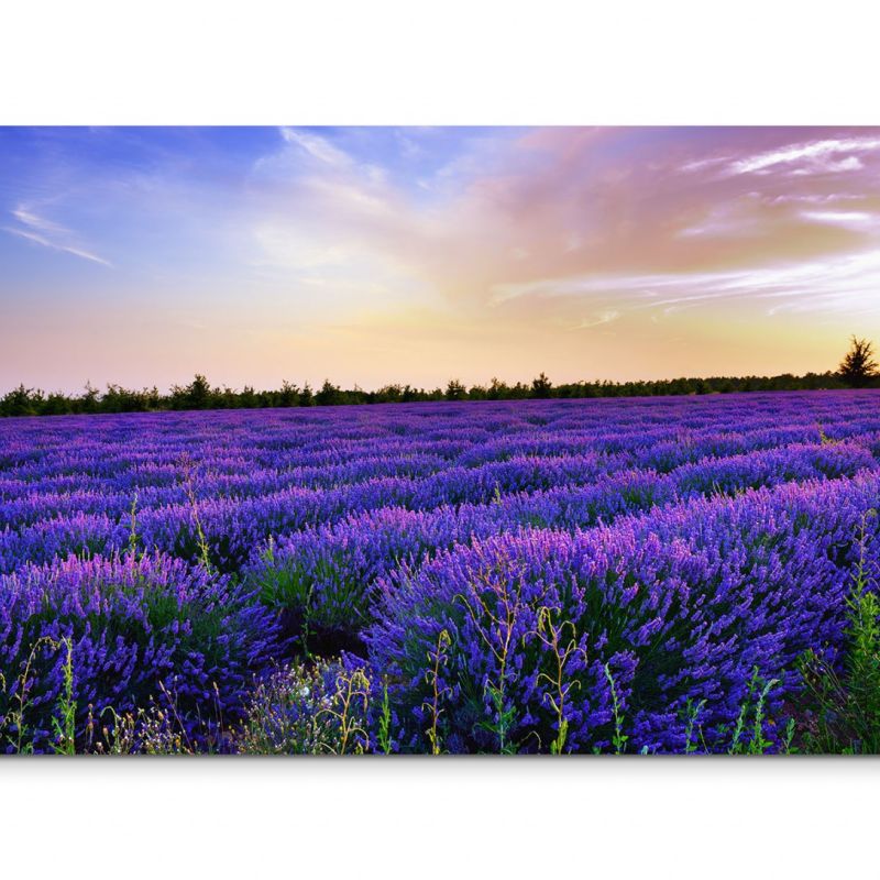 120x80cm Wandbild Italien Provence Lavendelfeld Abendsonne