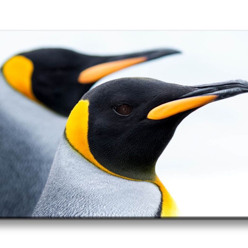 Leinwandbild 120x60cm Pinguine Kaiserpinguine Natur Schöne Tiere