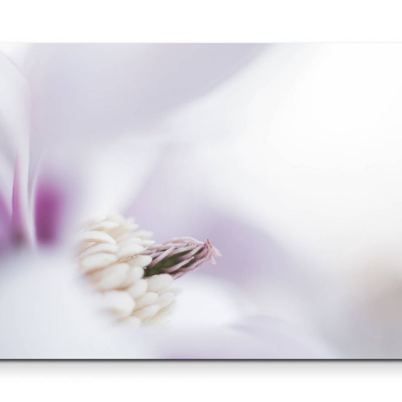 Magnolienblüte im Detail  – Leinwandbild