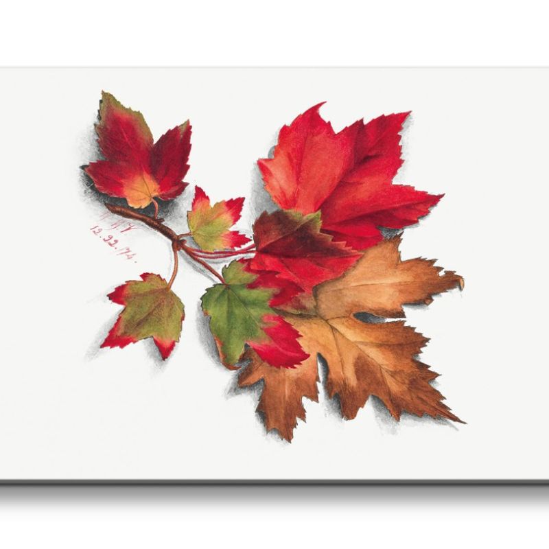 Remaster 120x60cm Botanische Vintage Illustration Herbstblätter Herbst Dekorativ