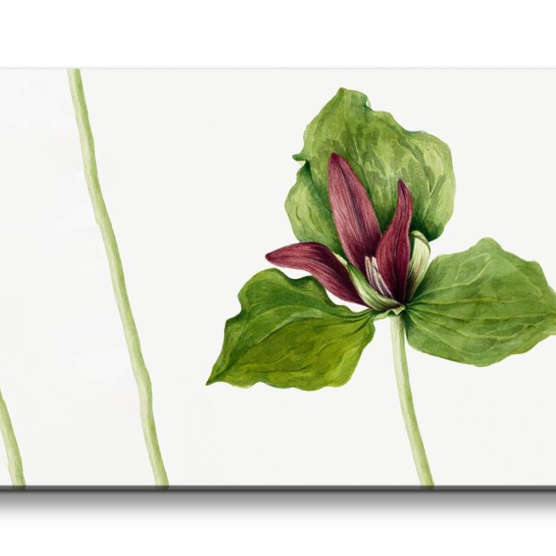 Remaster 120x60cm Botanische Vintage Illustration Trillium schöne Pflanze Dekorativ