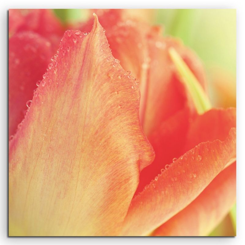 Naturfotografie –  Rot orange Tulpe auf Leinwand