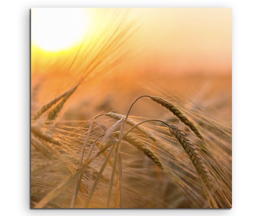 Naturfotografie –  Goldenes Weizenfeld in der Sonne auf Leinwand