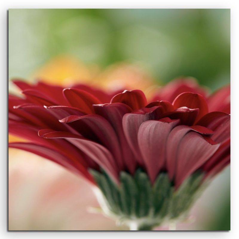 Naturfotografie –  Rote blumen mit orangem Hintergrund auf Leinwand