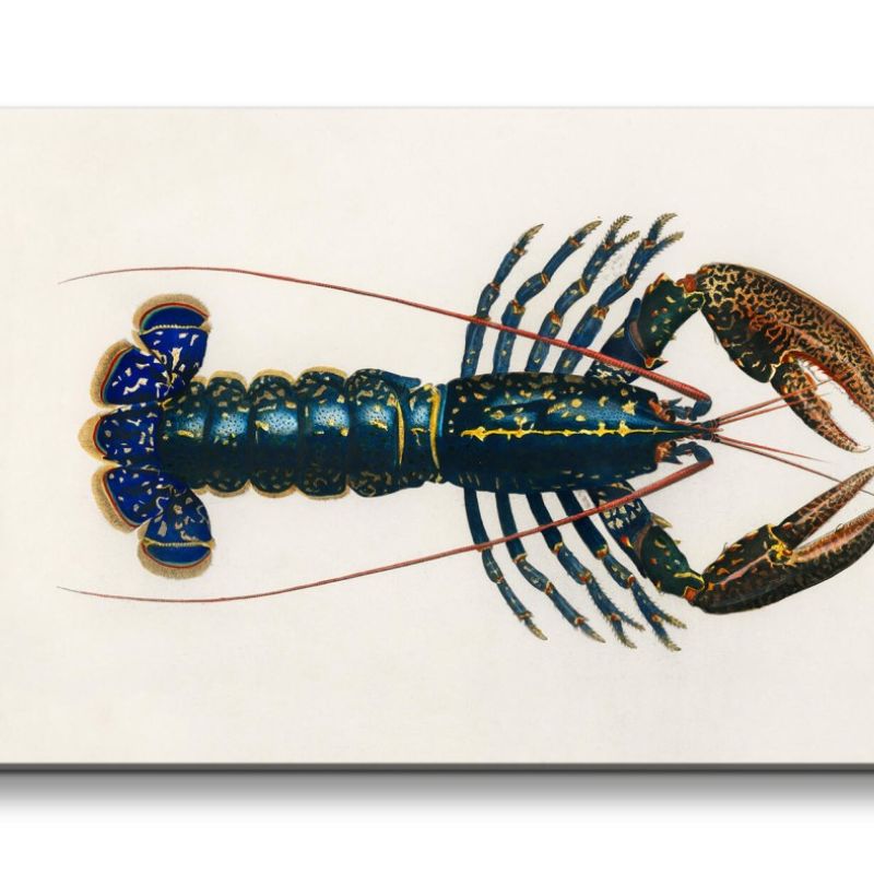 Remaster 120x60cm Hummer Illustration Krustentier Lobster Kunstvoll Dekorativ