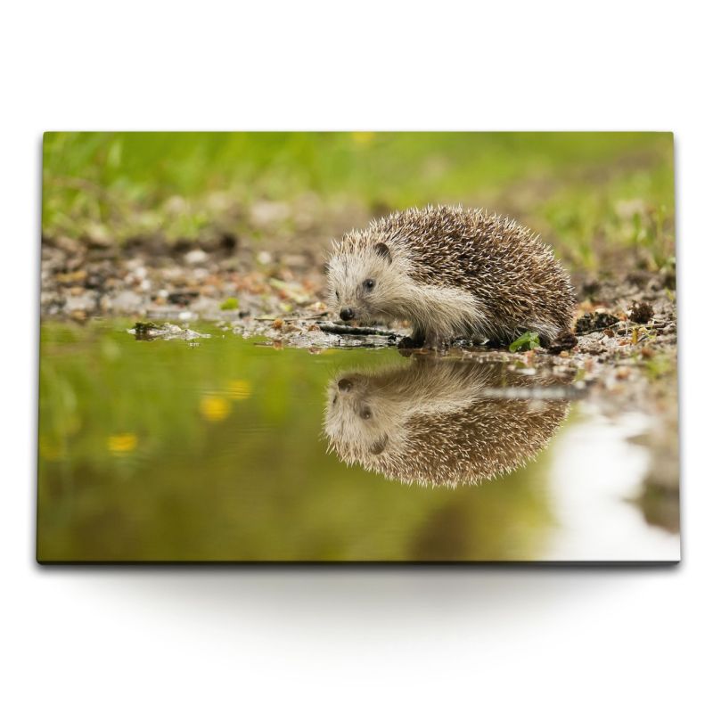 120x80cm Wandbild auf Leinwand Igel Wasser Teich Natur Tierfotografie Grün