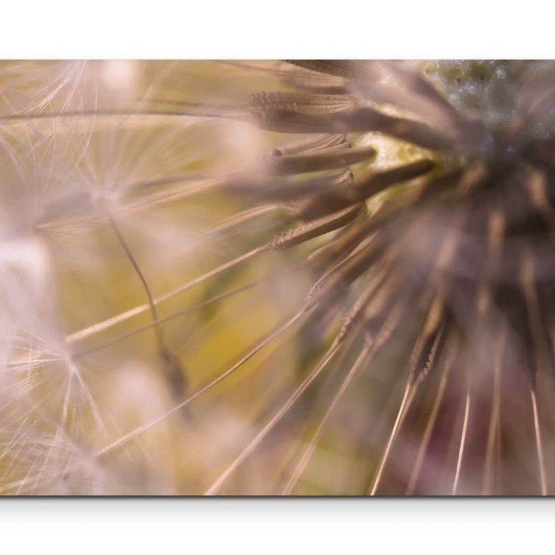 Pusteblume  Fotografie – Leinwandbild