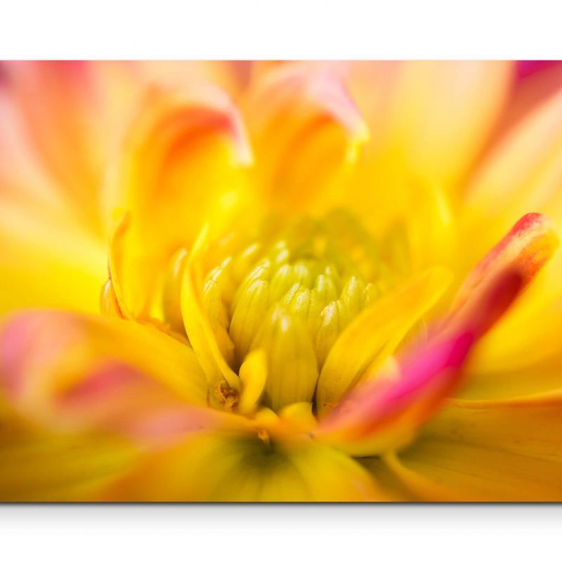 Rosa-gelbe Dahlie  Macrofotografie – Leinwandbild