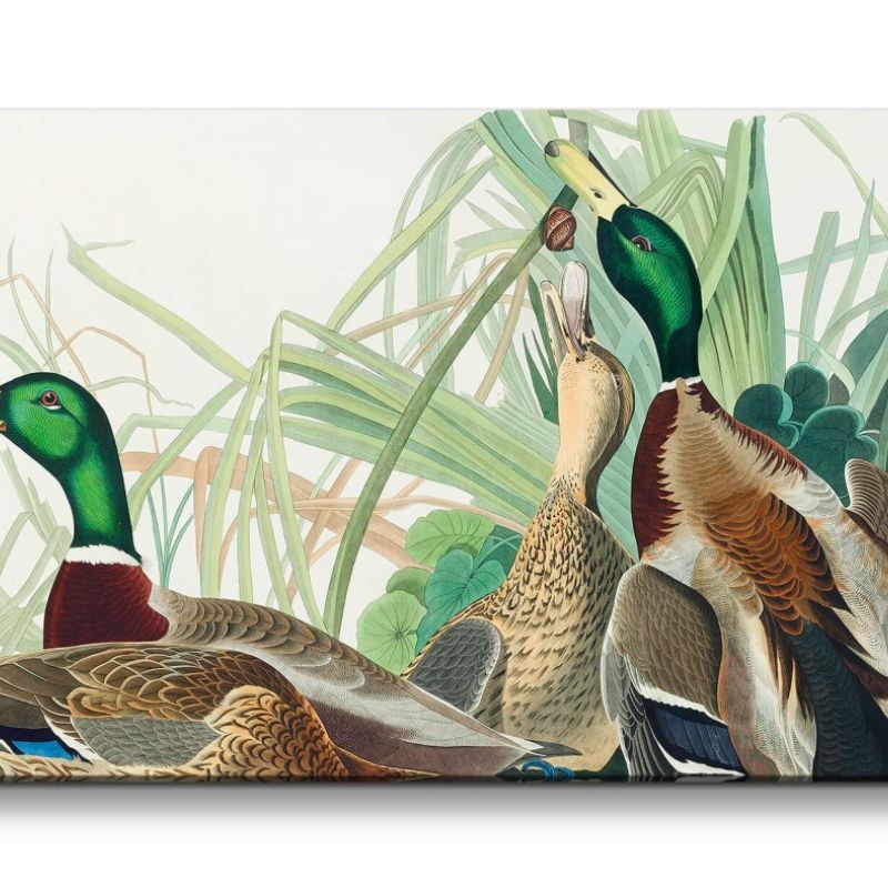 Remaster 120x60cm Kunstvolle Vintage Illustration von Vögel Exotisch Schön Natur Dekorativ Enten