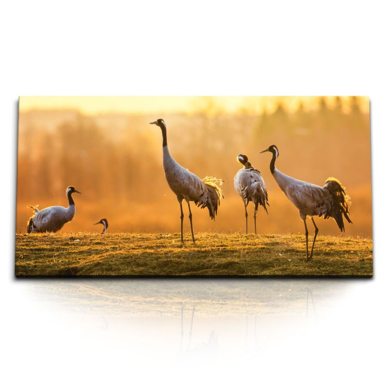 Kunstdruck Bilder 120x60cm Tierfotografie Kraniche Natur Sonnenuntergang Vögel