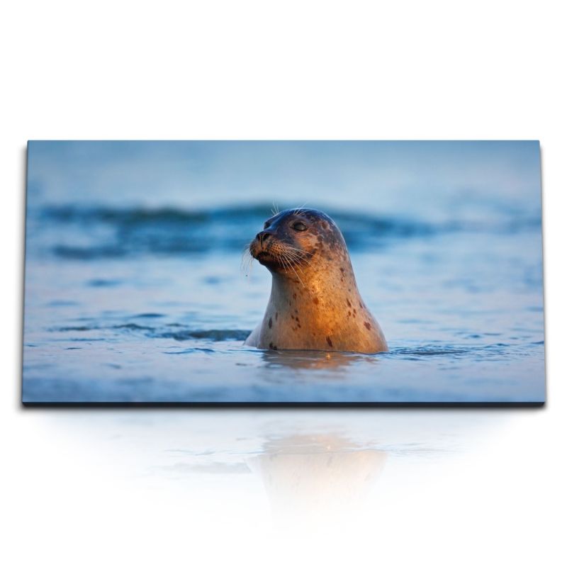 Kunstdruck Bilder 120x60cm Seehund Robbe im Wasser Meer Tierfotografie