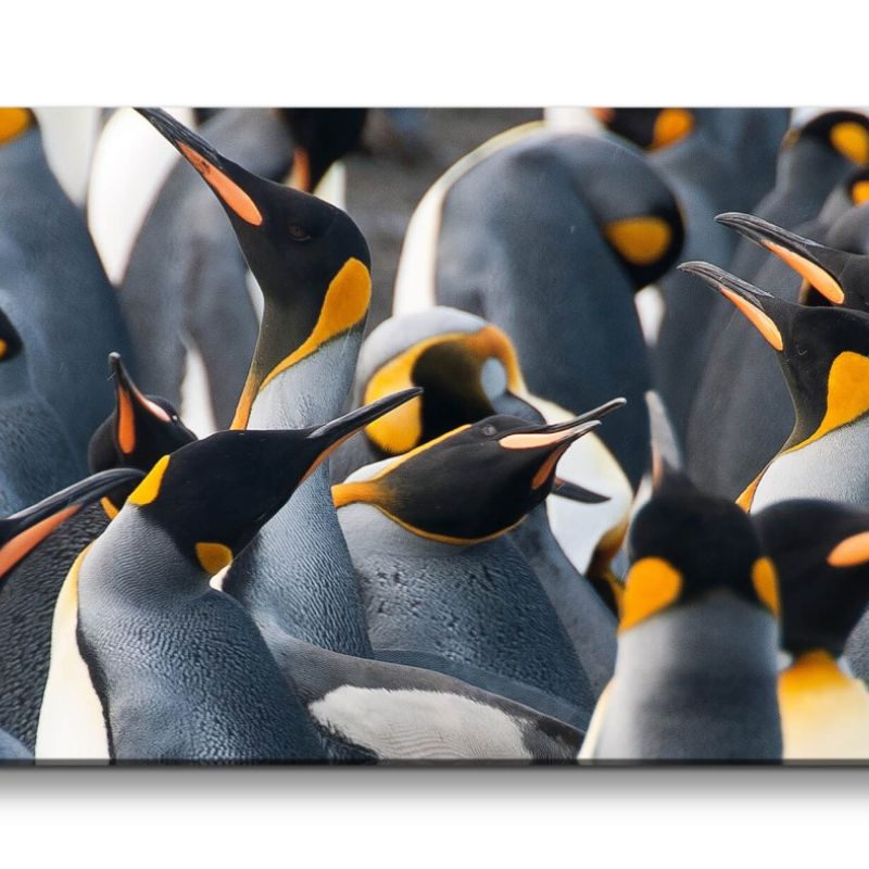 Leinwandbild 120x60cm Pinguine Kaiserpinguine Pinguinkolonie Natur Schön