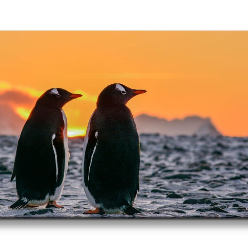 Leinwandbild 120x60cm Pinguine Natur schöne Tiere Sonnenuntergang Pärchen