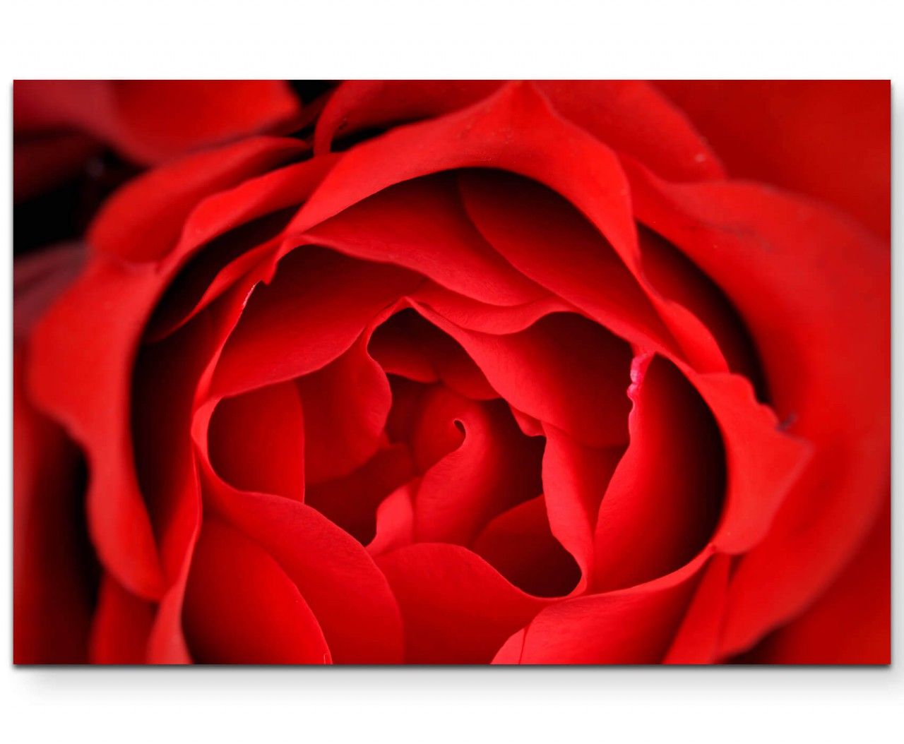 Makrofotografie  rote Rosenblüte – Leinwandbild