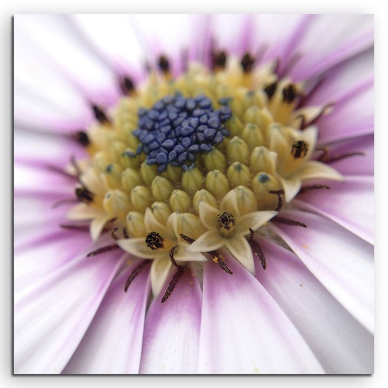 Naturfotografie – Gänseblümchen in Großaufnahme auf Leinwand