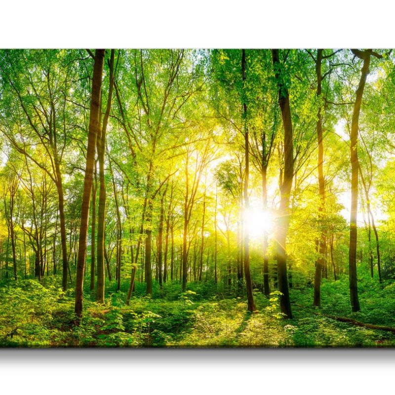 Leinwandbild 120x60cm Grüner Wald Sonnenstrahlen Natur Schön Bäume Harmonie