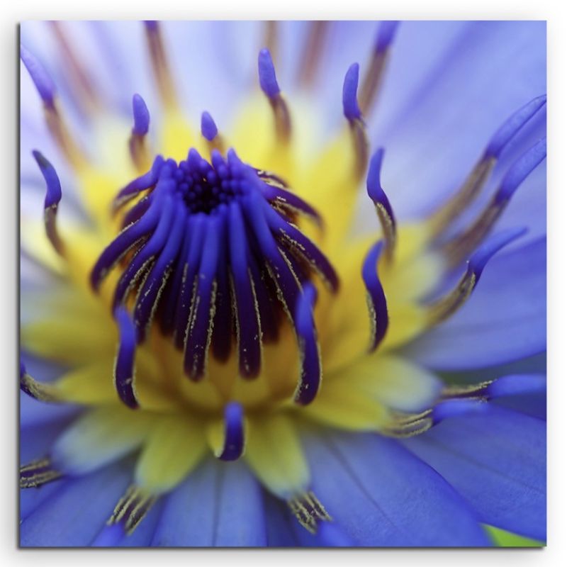 Naturfotografie –  Gelb blaue Lotusblüte auf Leinwand