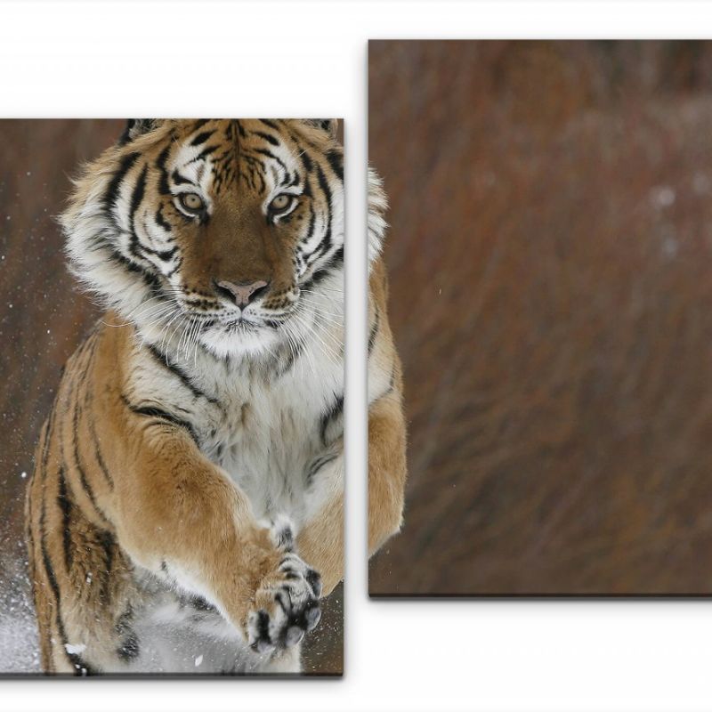 Tiger im Schnee Wandbild in verschiedenen Größen