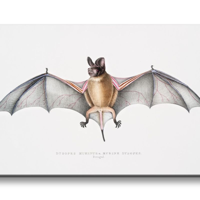 Remaster 120x60cm Alte Illustration Zoologie Fledermaus Vintage Evolution Forschung Dekorativ