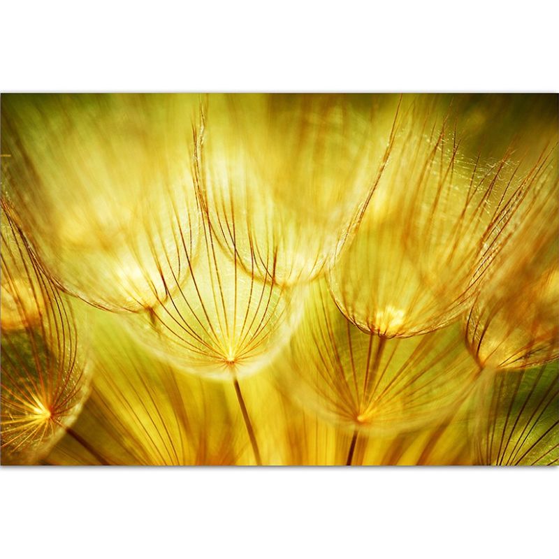 120x80cm Pusteblumen Natur Frühling